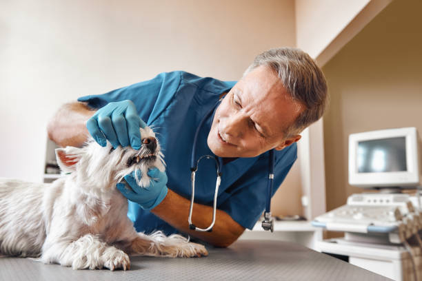Best Urgent Care for Lost Fillings or Crowns in East Camden, AR